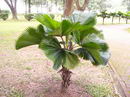 لیکوآلا پالم , licuala palm